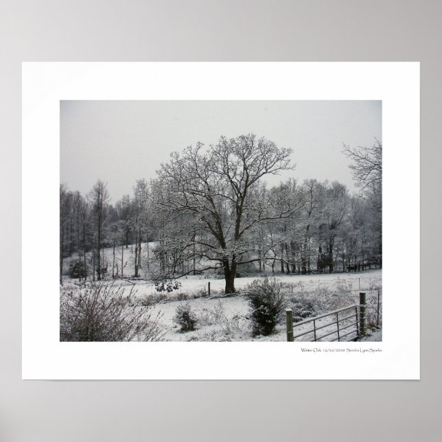 Affiche Chêne d'hiver (Devant)