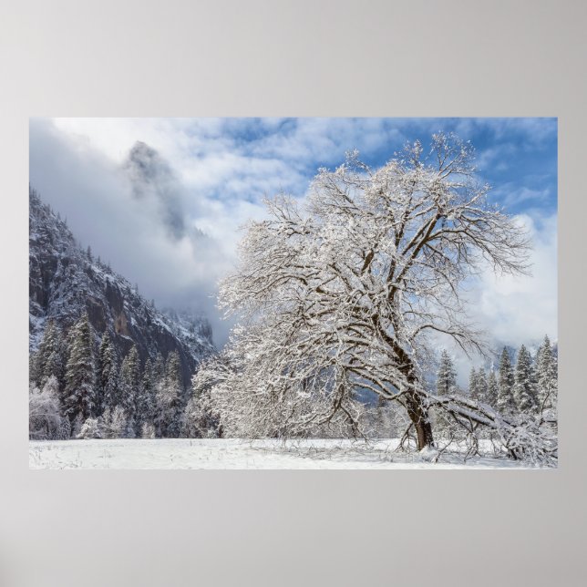 Affiche Chêne neigeux (Devant)
