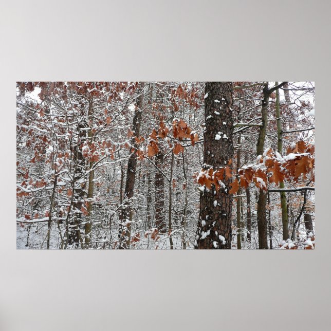 Affiche Chênes couverts de neige hiver Photographie de la  (Devant)