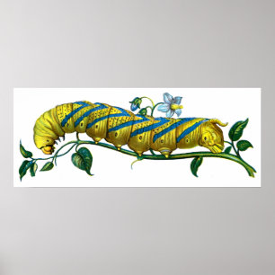 Affiche chenille d'atropos d'Acherontia
