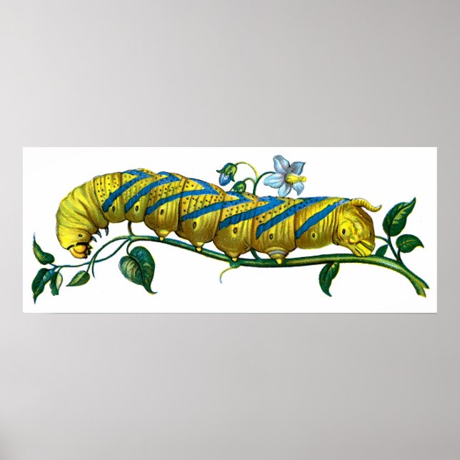 Affiche chenille d'atropos d'Acherontia (Devant)