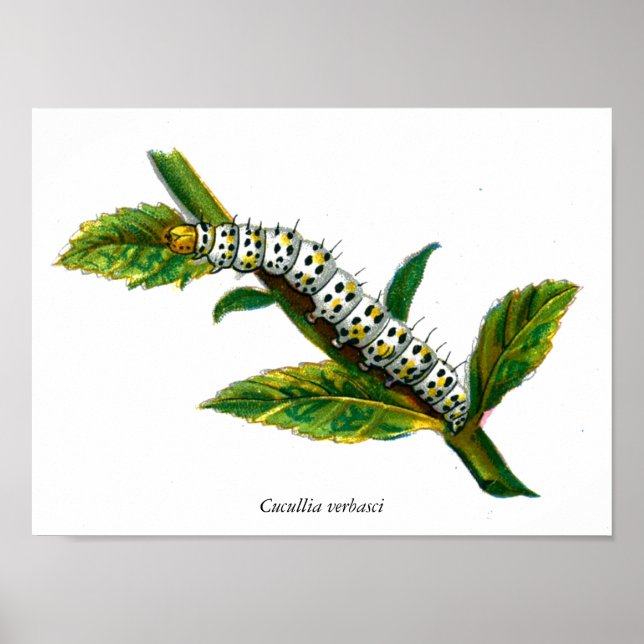 Affiche chenille de Cucullia verbasci (Devant)