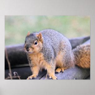 Affiche Cher compagnon