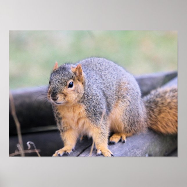 Affiche Cher compagnon (Devant)