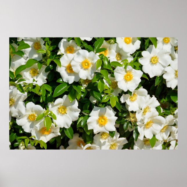 Affiche Cherokee Rose (Devant)
