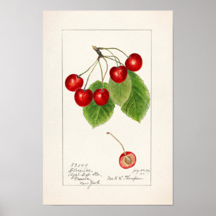 Affiche Cherries (Prunus Avium) Fruit Watercolor Painting