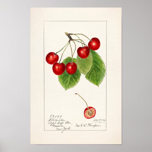 Affiche Cherries (Prunus Avium) Fruit Watercolor Painting (Devant)