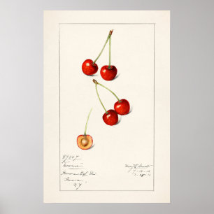 Affiche Cherry