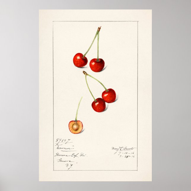 Affiche Cherry (Devant)