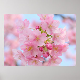 Affiche Cherry blossom