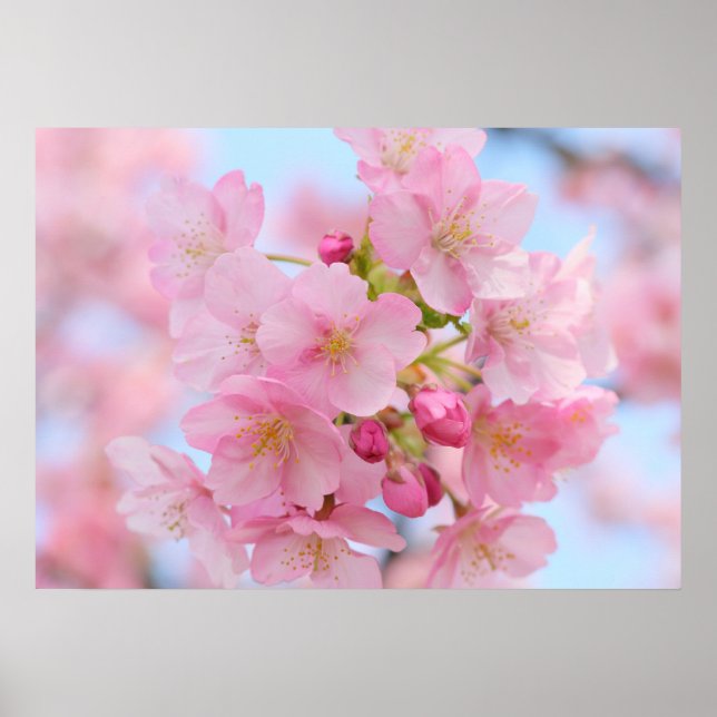 Affiche Cherry blossom (Devant)