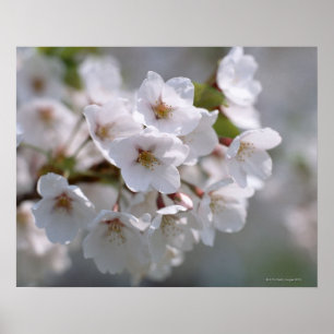 Affiche Cherry Blossom 2