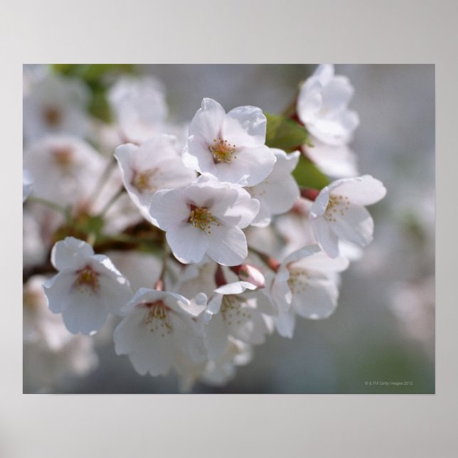 Affiche Cherry Blossom 2 (Devant)