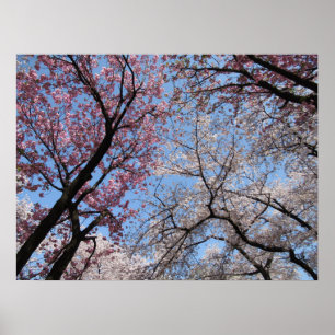 Affiche Cherry Blossom : Japon