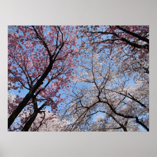 Affiche Cherry Blossom : Japon (Devant)