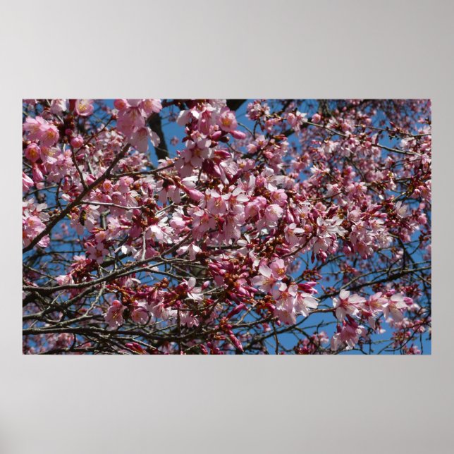 Affiche Cherry Blossoms et Blue Sky Spring Floral (Devant)