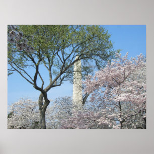 Affiche Cherry Blossoms et le monument de Washington à DC