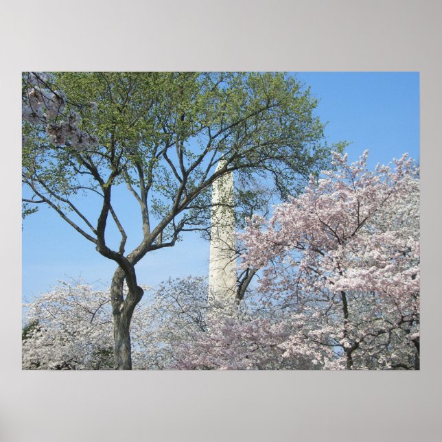 Affiche Cherry Blossoms et le monument de Washington à DC (Devant)
