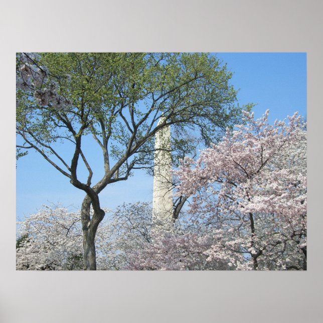 Affiche Cherry Blossoms et le monument de Washington à DC (Devant)