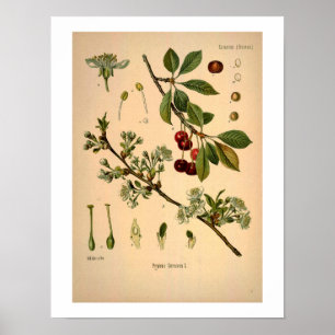 Affiche Cherry Botanical Print