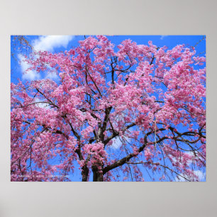 Affiche Cherry de larmes : Yaebenishidare