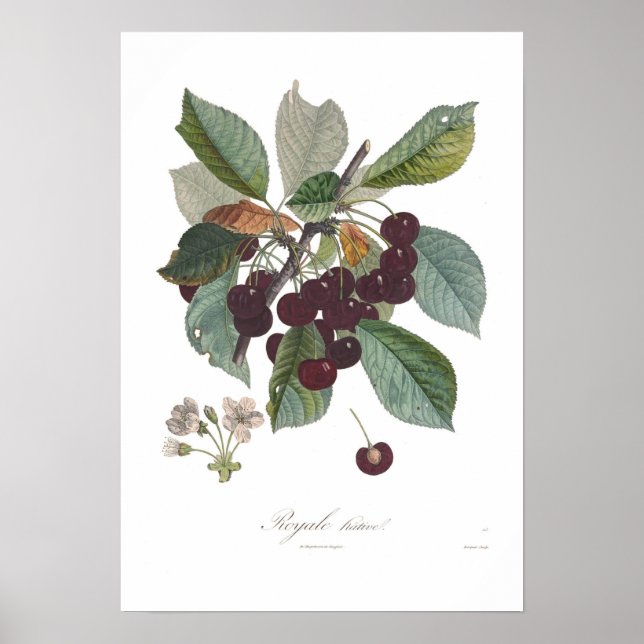 Affiche Cherry, Early Royale (Devant)