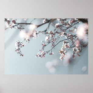 AFFICHE CHERRY ROSE BLOSSOM EN FERMETURE PHOTOGRAPHIE