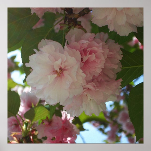 Affiche Cherry Tree I Spring Floral (Devant)