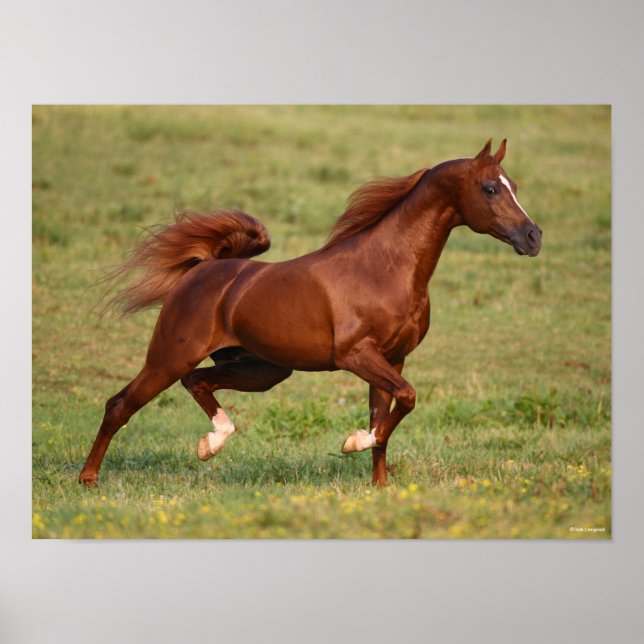 Affiche Chestnut Arab Stallion Mane and Tail Flowing (Devant)