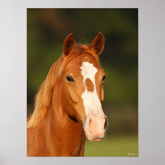 Affiche Chestnut Oldenburg Cross Welsh Headshot (Devant)