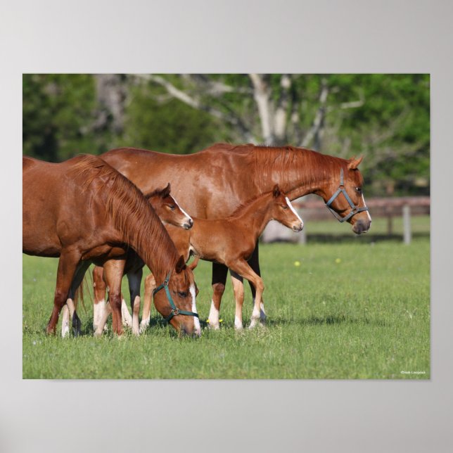 Affiche Chestnut Quarter Horse Mares and Foals (Devant)