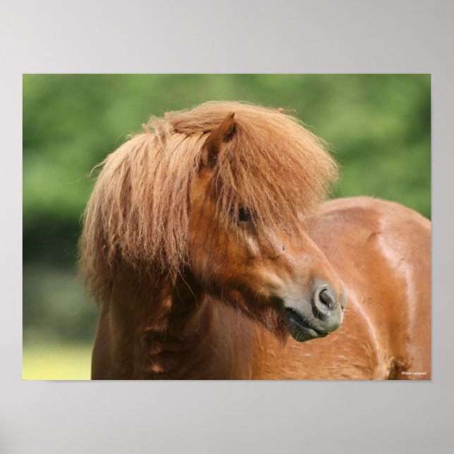Affiche Chestnut Shetland Pony Stallion Headshot (Devant)