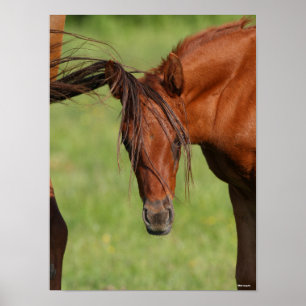 Affiche Chestnut Warmblood Foal with Tail On Head