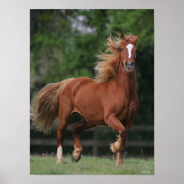 Affiche Chestnut Welsh Pony Mane et Flux de queue (Devant)