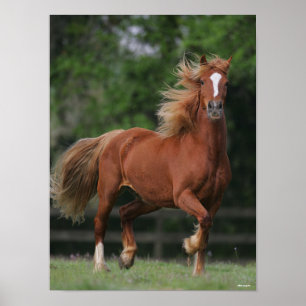 Affiche Chestnut Welsh Pony Mane et traîne