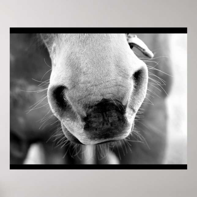 Affiche Cheval (Devant)