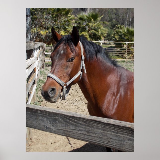 Affiche Cheval (Devant)