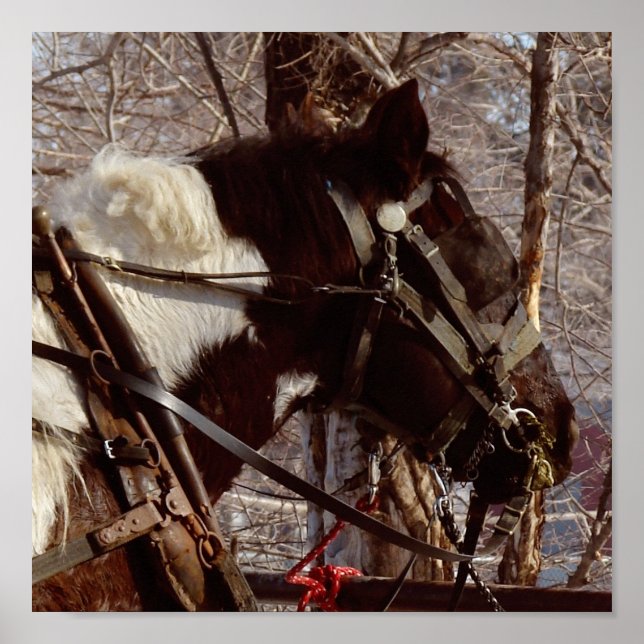Affiche Cheval à bascule Pinto (Devant)