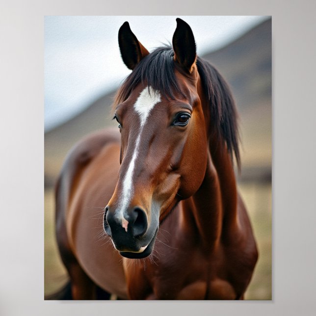 Affiche cheval américain (Devant)