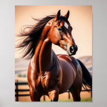 cheval américain