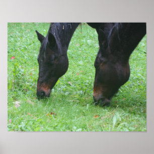 Affiche Cheval Amis BFF Grading Animal
