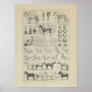 Affiche Cheval Anatomie Aplombs Squelette Horse Anatomie