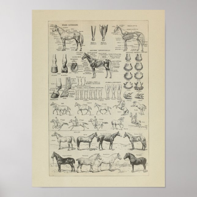 Affiche Cheval Anatomie Aplombs Squelette Horse Anatomie (Devant)