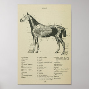 Affiche Cheval Anatomie du squelette Imprimer