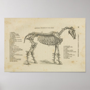 Affiche Cheval Anatomie du squelette Imprimer