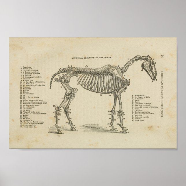 Affiche Cheval Anatomie du squelette Imprimer (Devant)