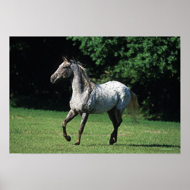 Affiche Cheval Appaloosa 2 (Devant)