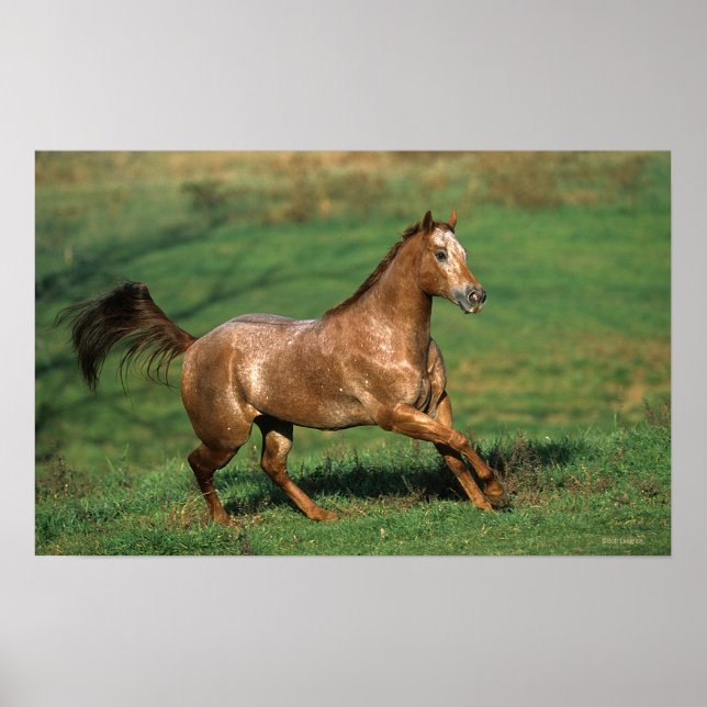 Affiche Cheval Appaloosa courant dans le champ de Grassy (Devant)