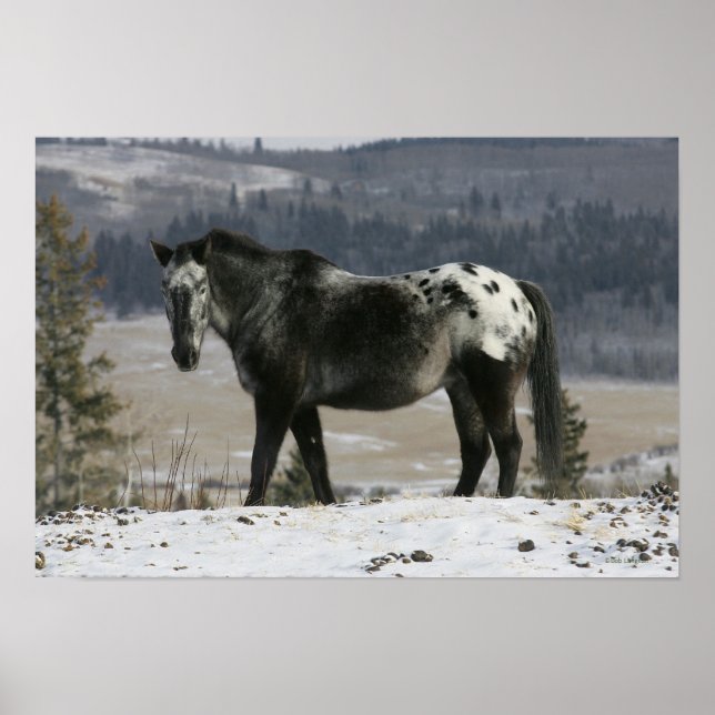 Affiche Cheval Appaloosa dans la neige (Devant)