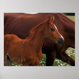 Affiche Cheval Arabe près de Mère